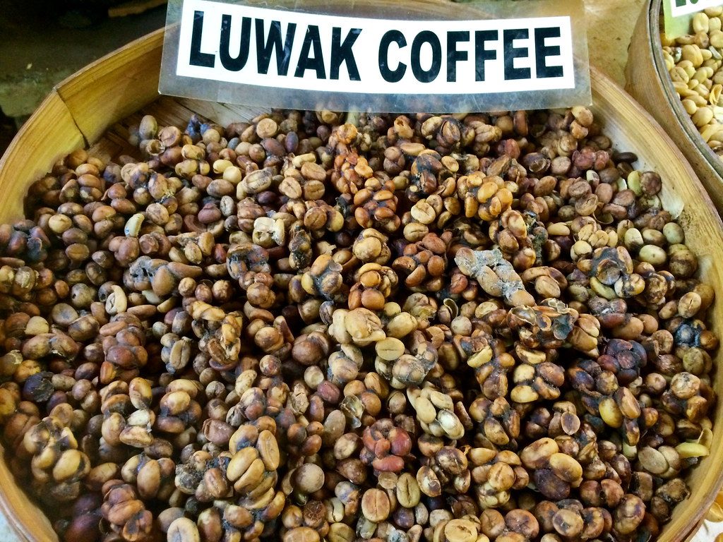 9596 – Is kopi luwak koffie, gemaakt van bonen die door een civetkat zijn uitgescheiden, halal?